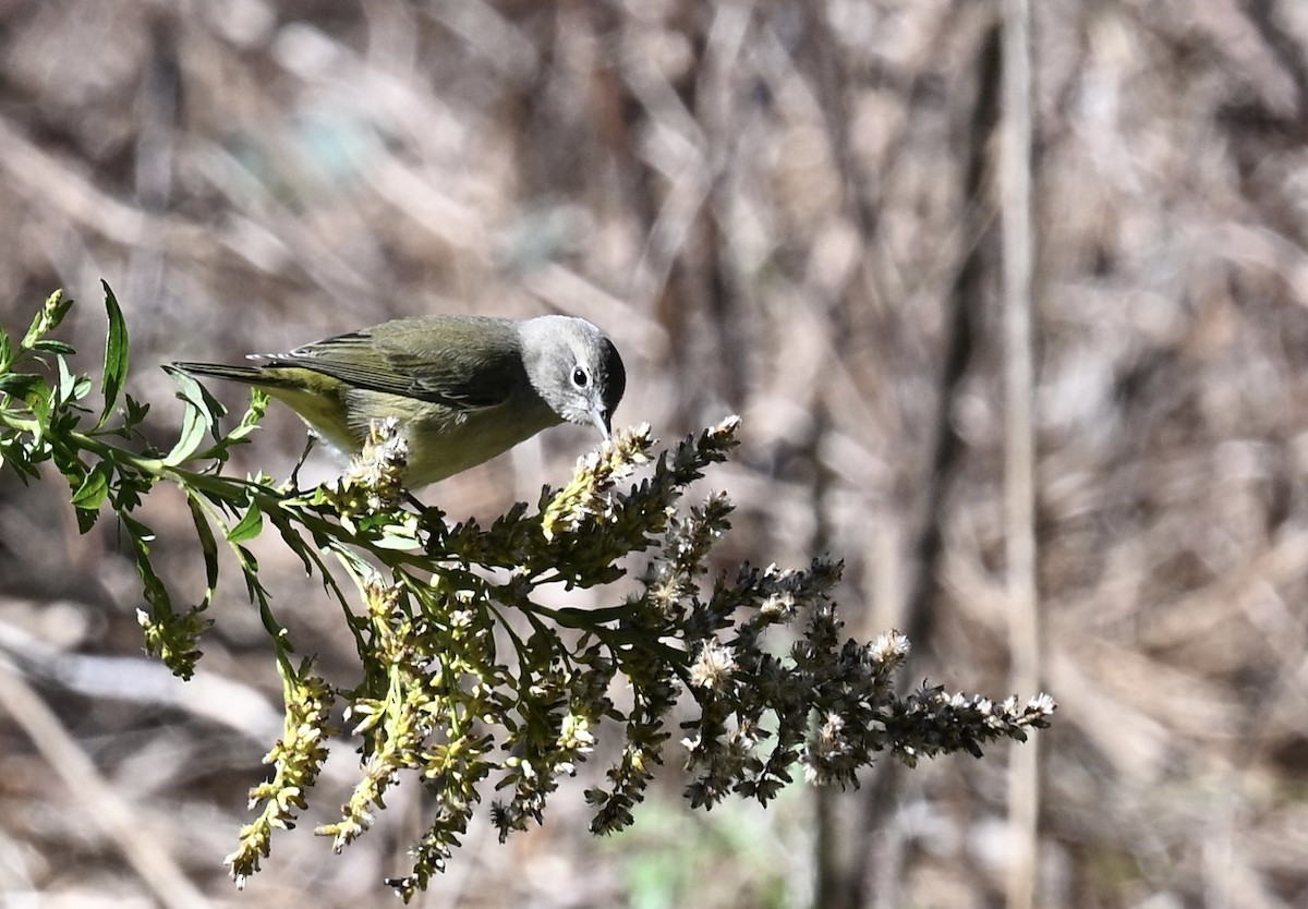 Paruline verdâtre - ML643665923