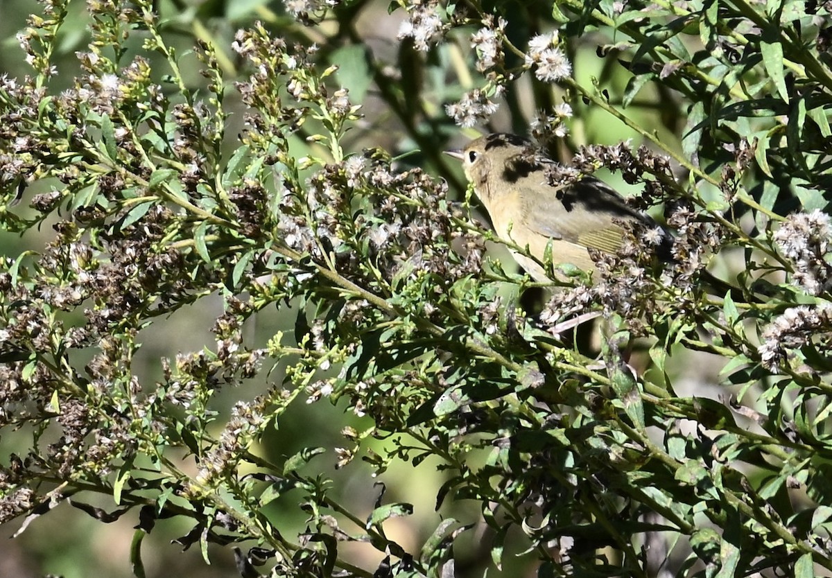 Paruline verdâtre - ML643665924