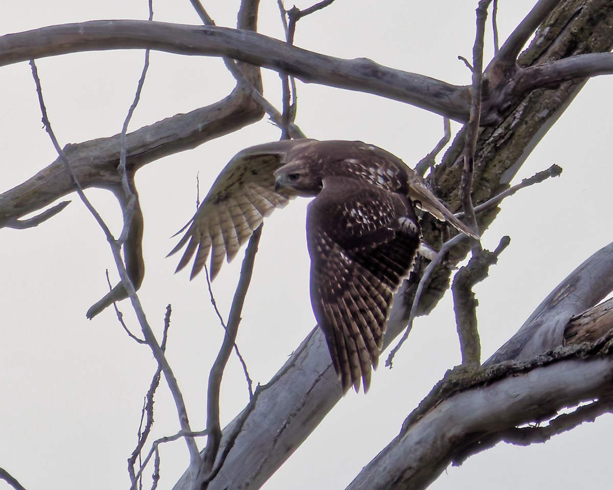 Red-shouldered Hawk - ML643665931