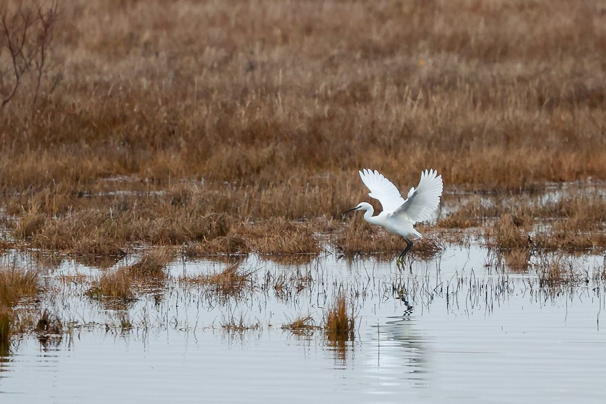 Little Egret - ML643665936