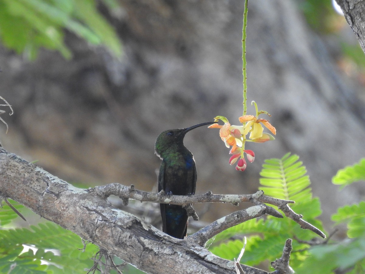Green-throated Carib - ML643665937