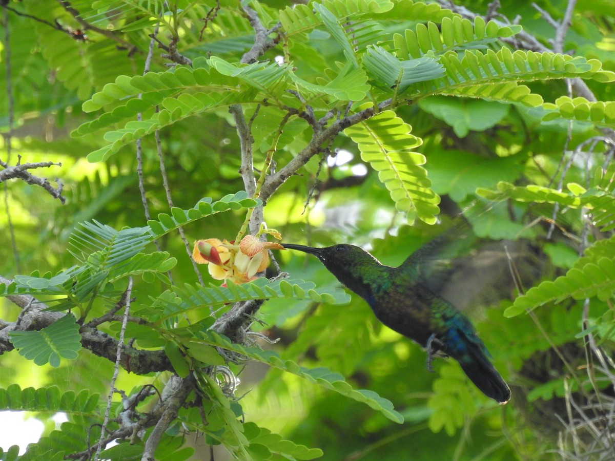 Green-throated Carib - ML643665938