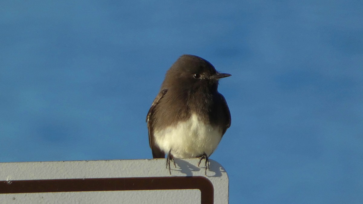 Black Phoebe - ML643665944