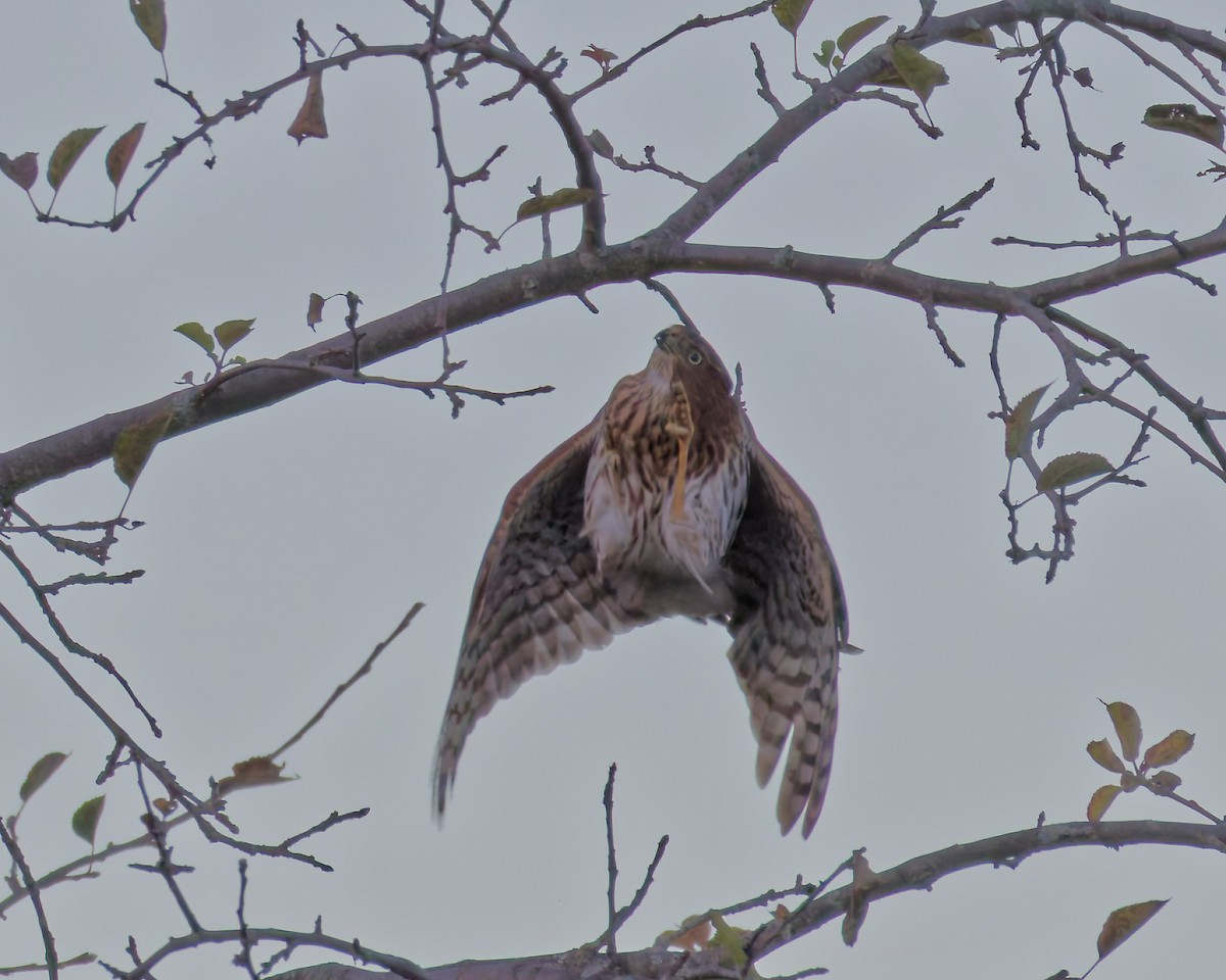 Cooper's Hawk - ML643665962