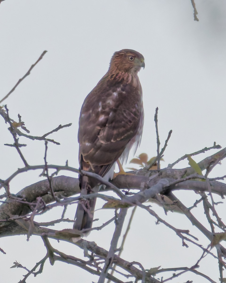 Cooper's Hawk - ML643665963