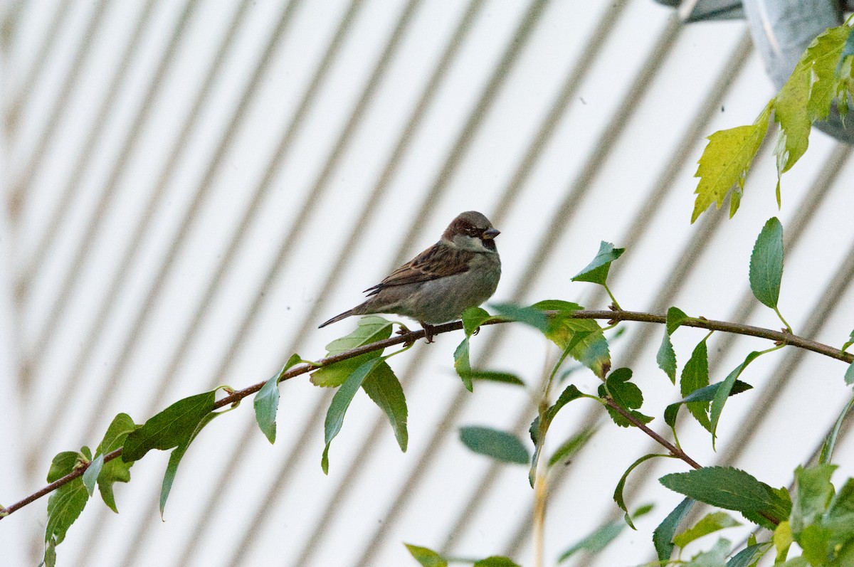 House Sparrow - ML643665973