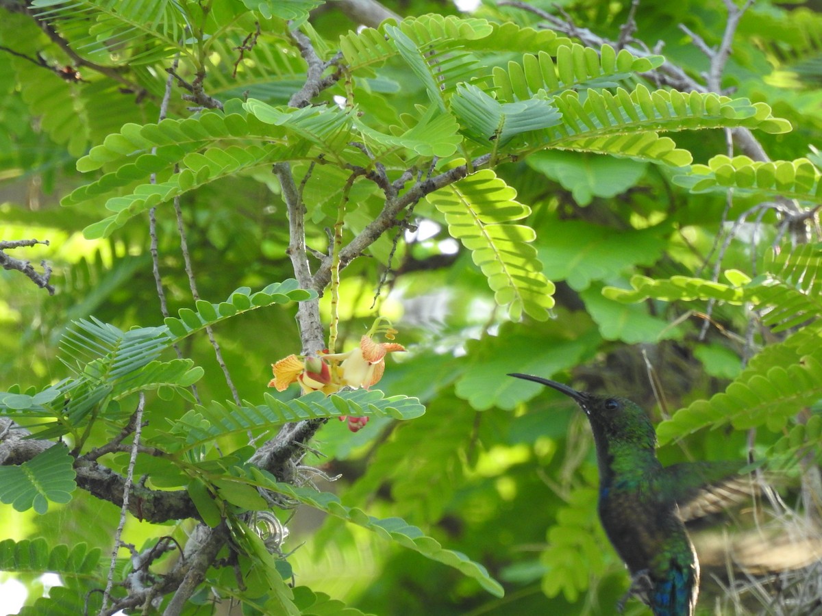 Green-throated Carib - ML643665982