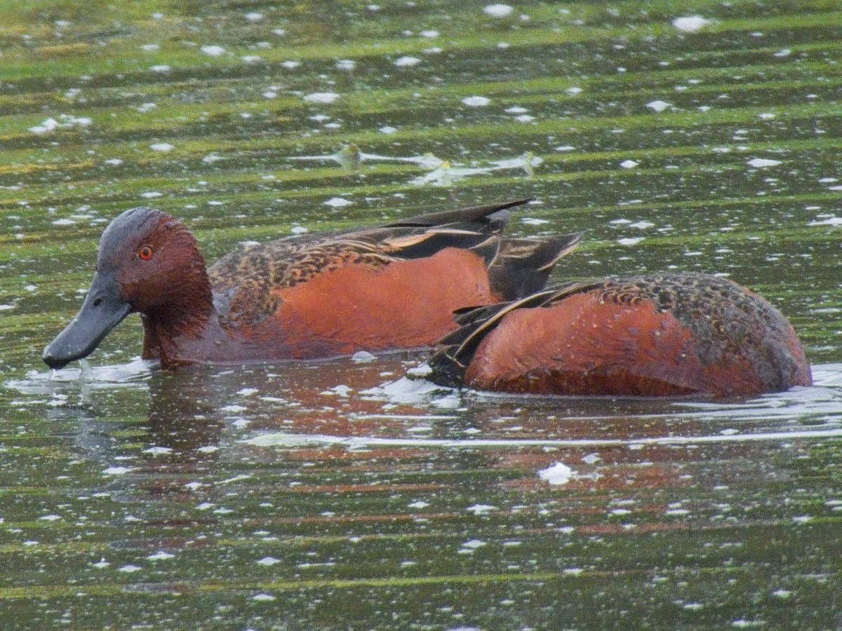Cinnamon Teal - ML643666009