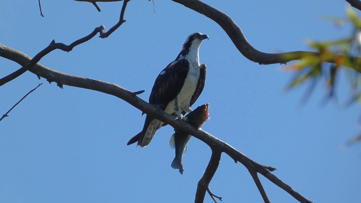 Osprey (American) - ML643666013