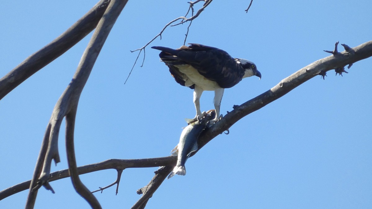 Osprey (American) - ML643666014