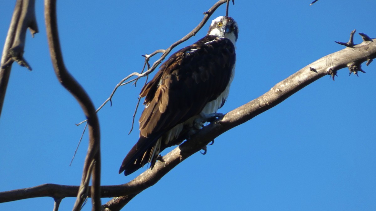 Osprey (American) - ML643666015