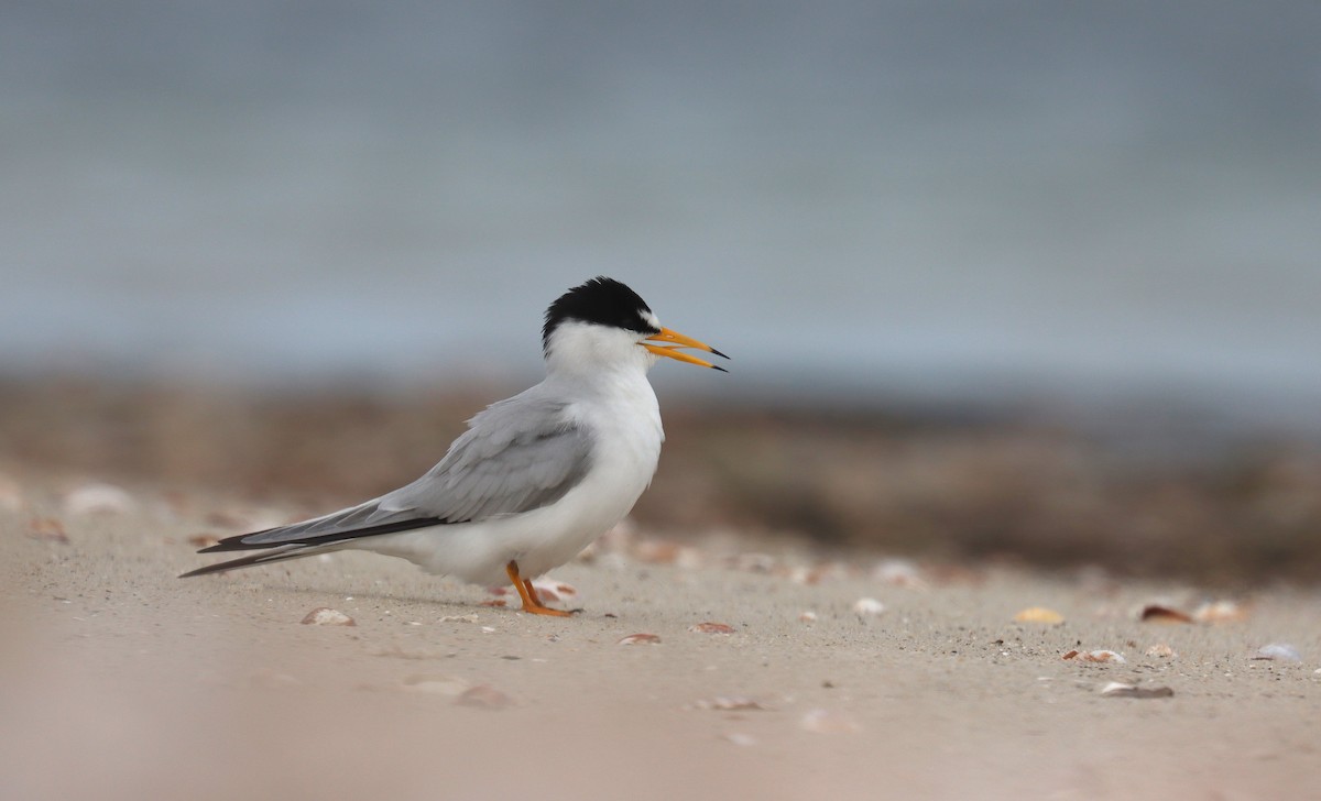 Least Tern - ML643666057