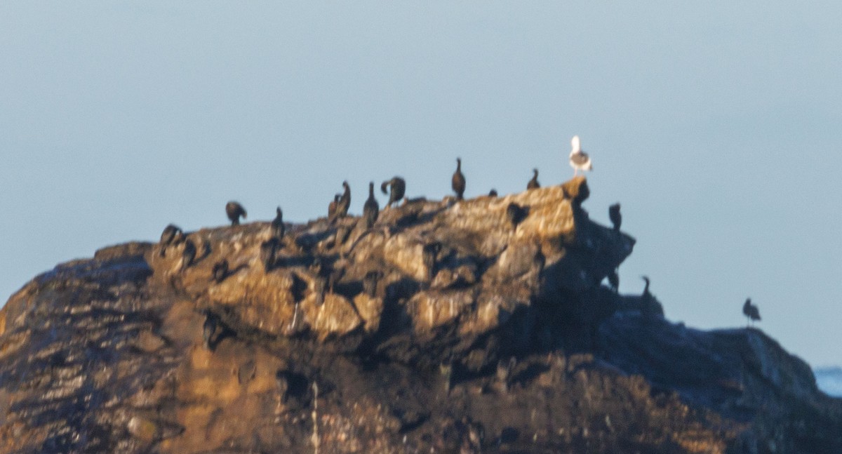 Cormoran de Brandt - ML643666096