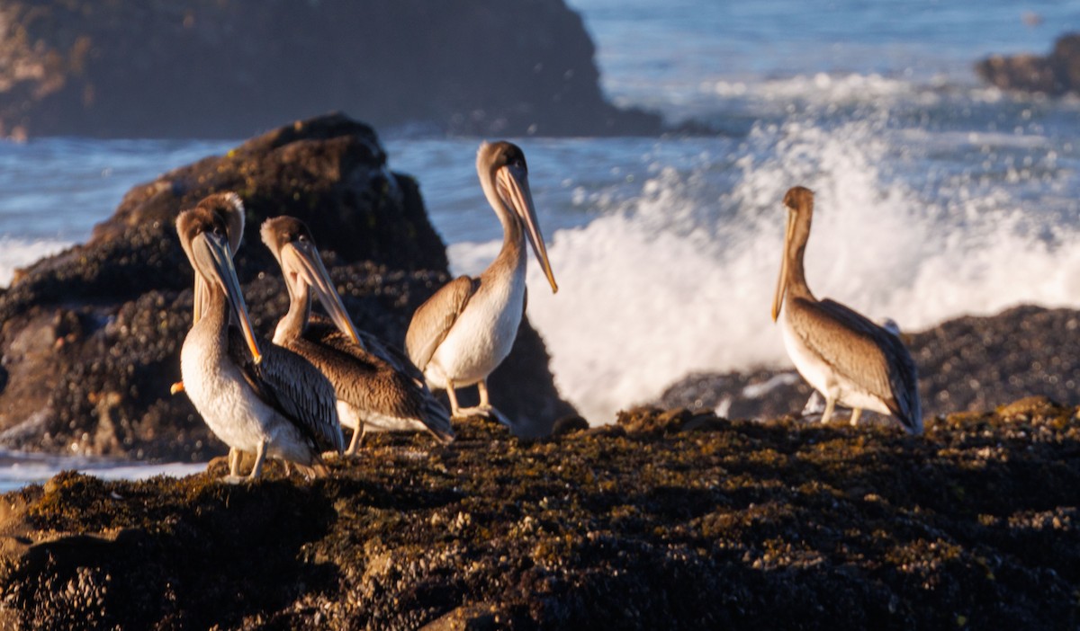 Pélican brun (californicus) - ML643666104