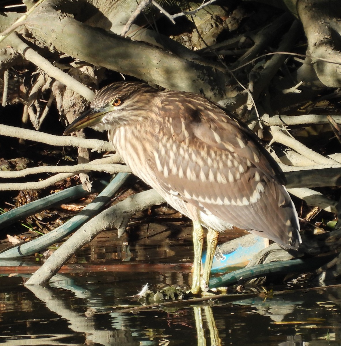 Black-crowned Night Heron - ML643666129