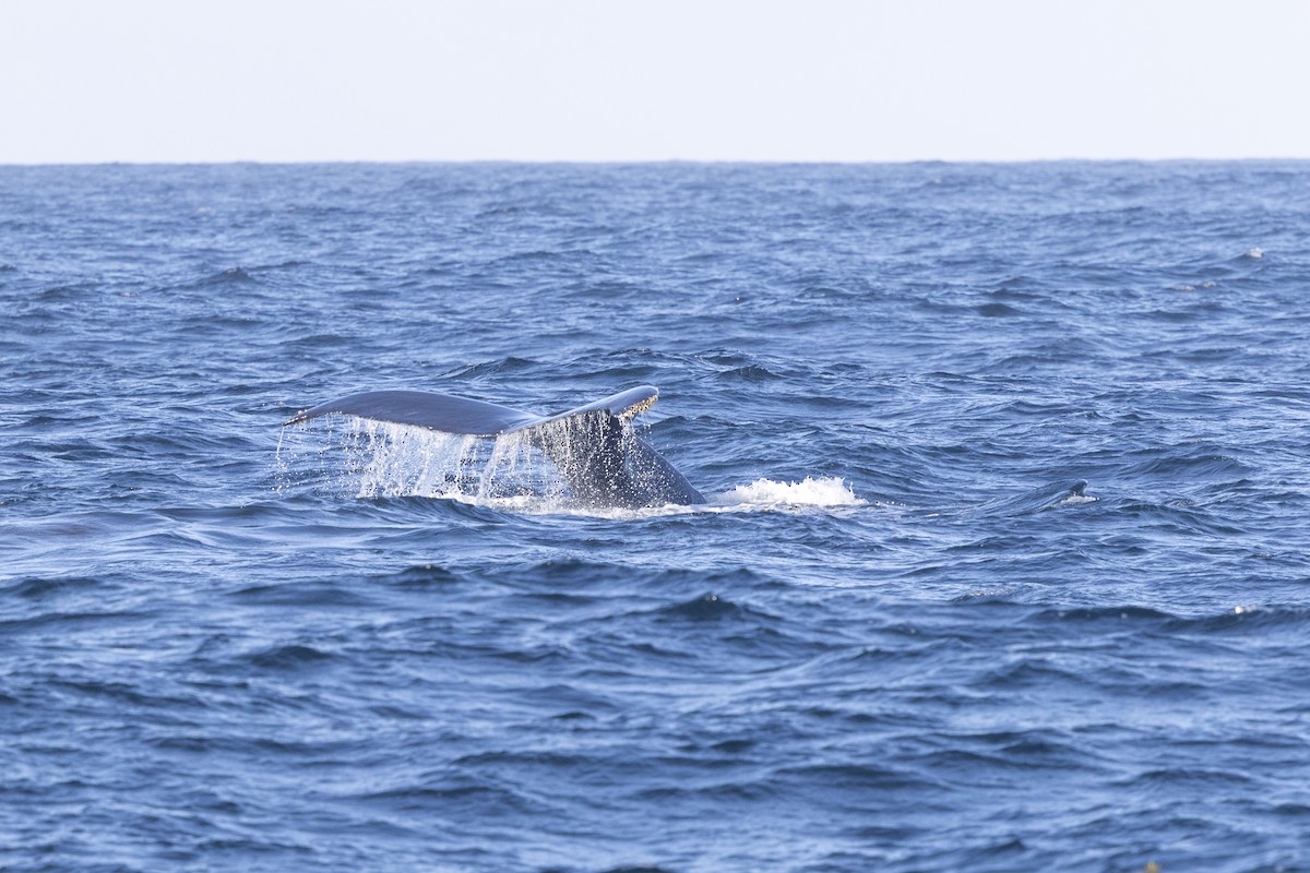 Humpback Whale - ML643666176
