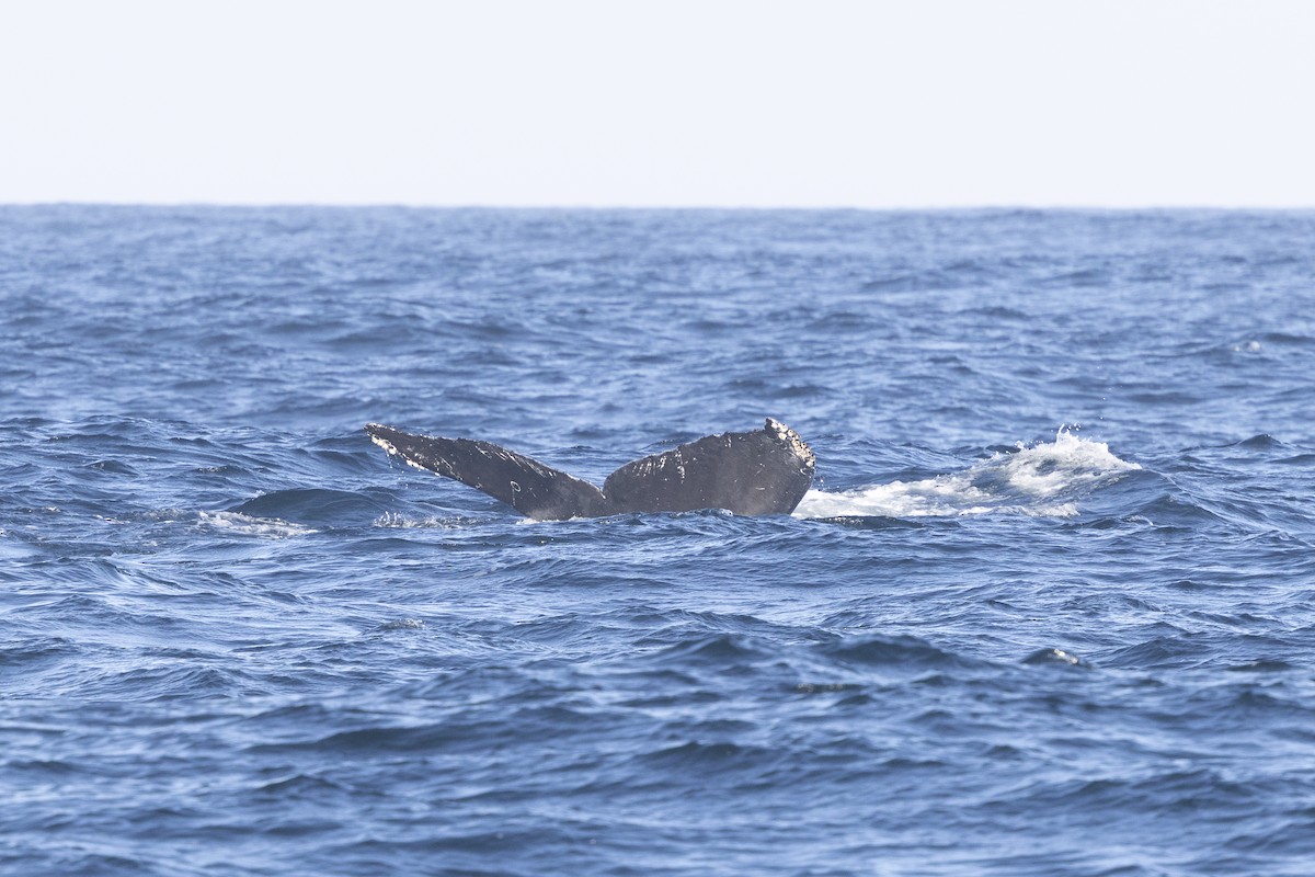 Humpback Whale - ML643666177