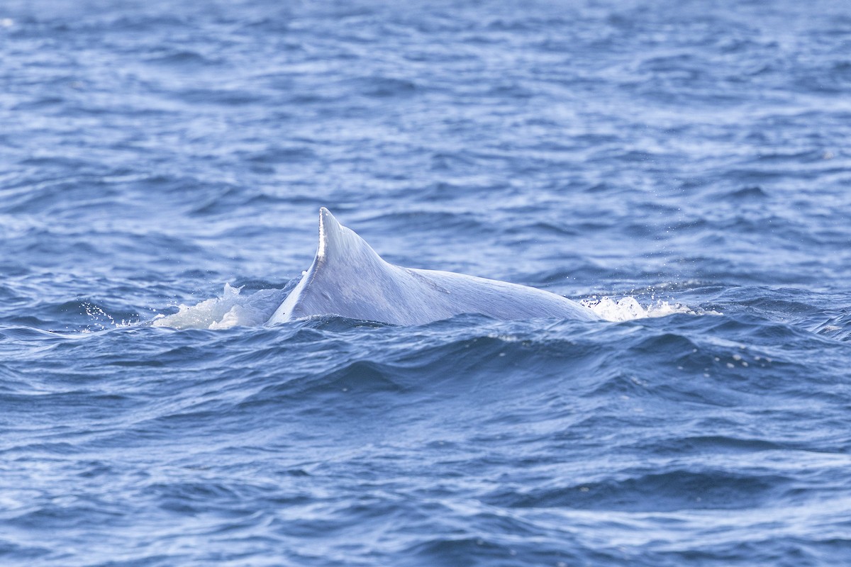 Humpback Whale - ML643666178