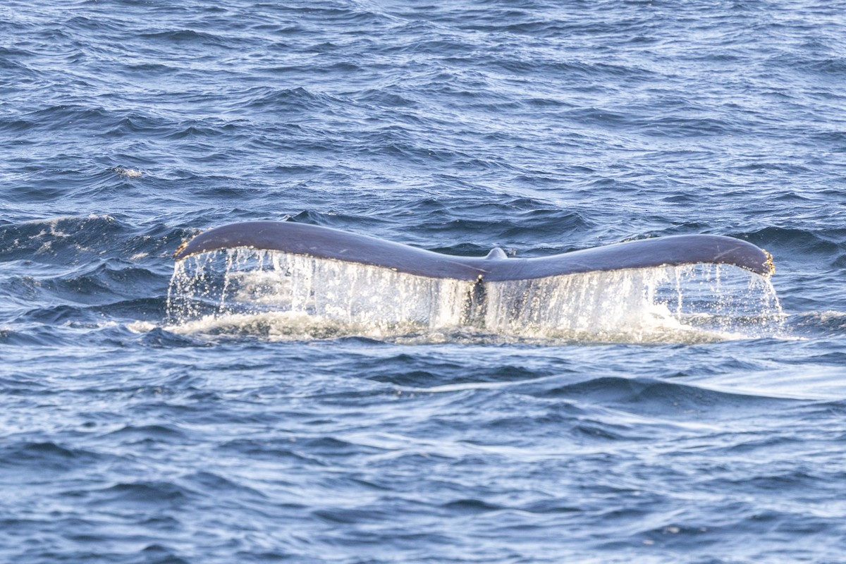 Humpback Whale - ML643666179