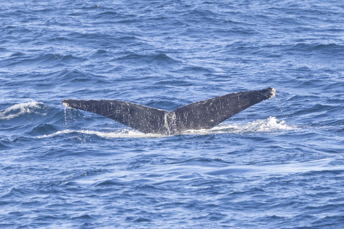 Humpback Whale - ML643666180
