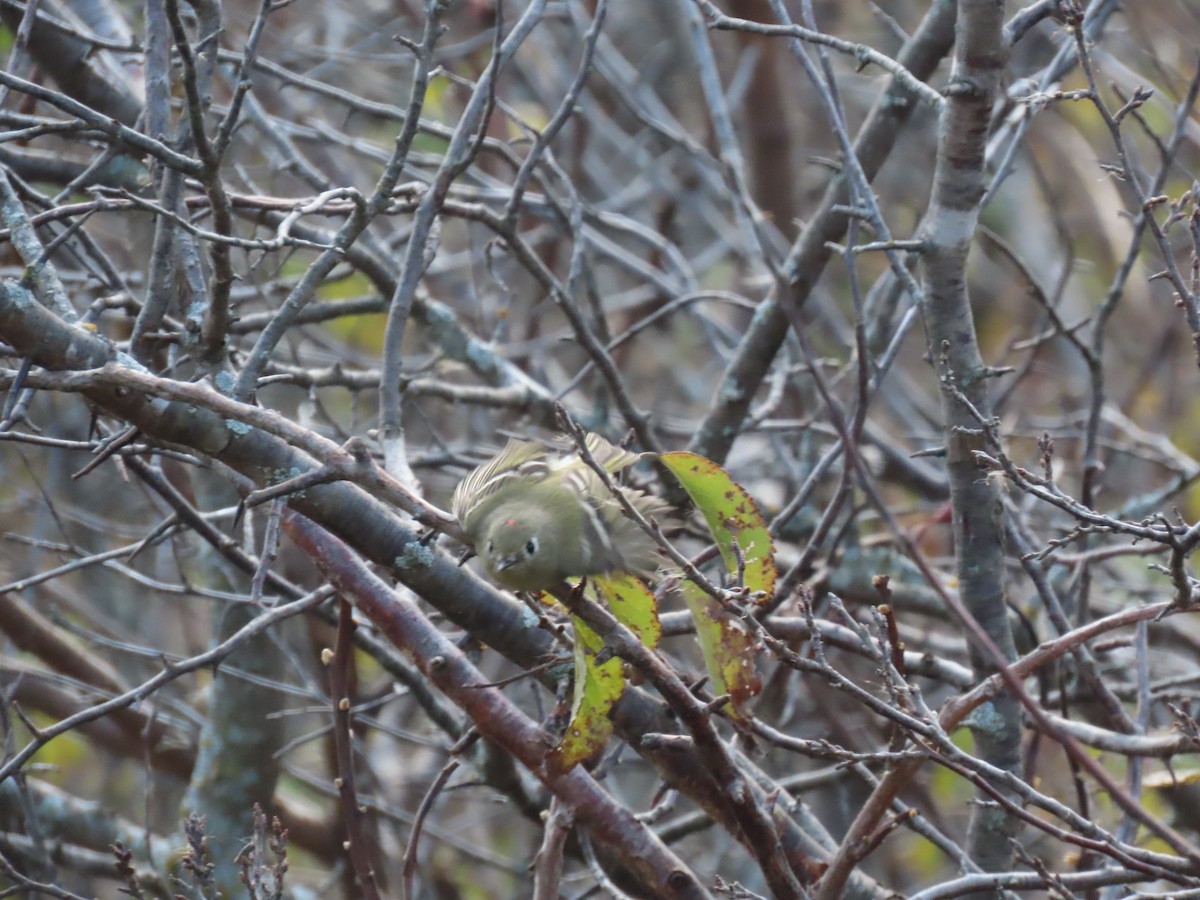 Ruby-crowned Kinglet - ML643666182