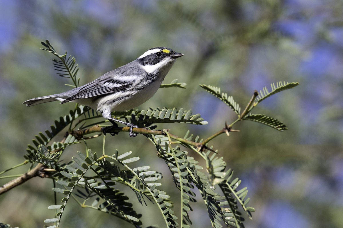 Black-throated Gray Warbler - ML643666183