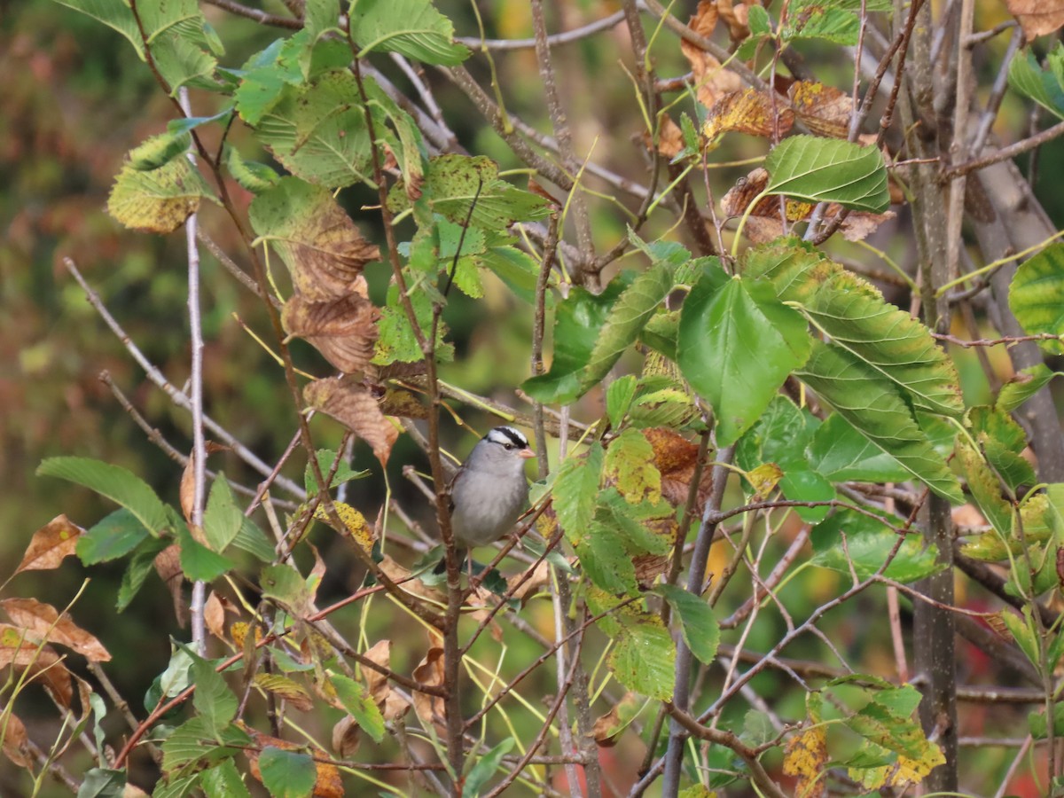 White-crowned Sparrow - ML643666212