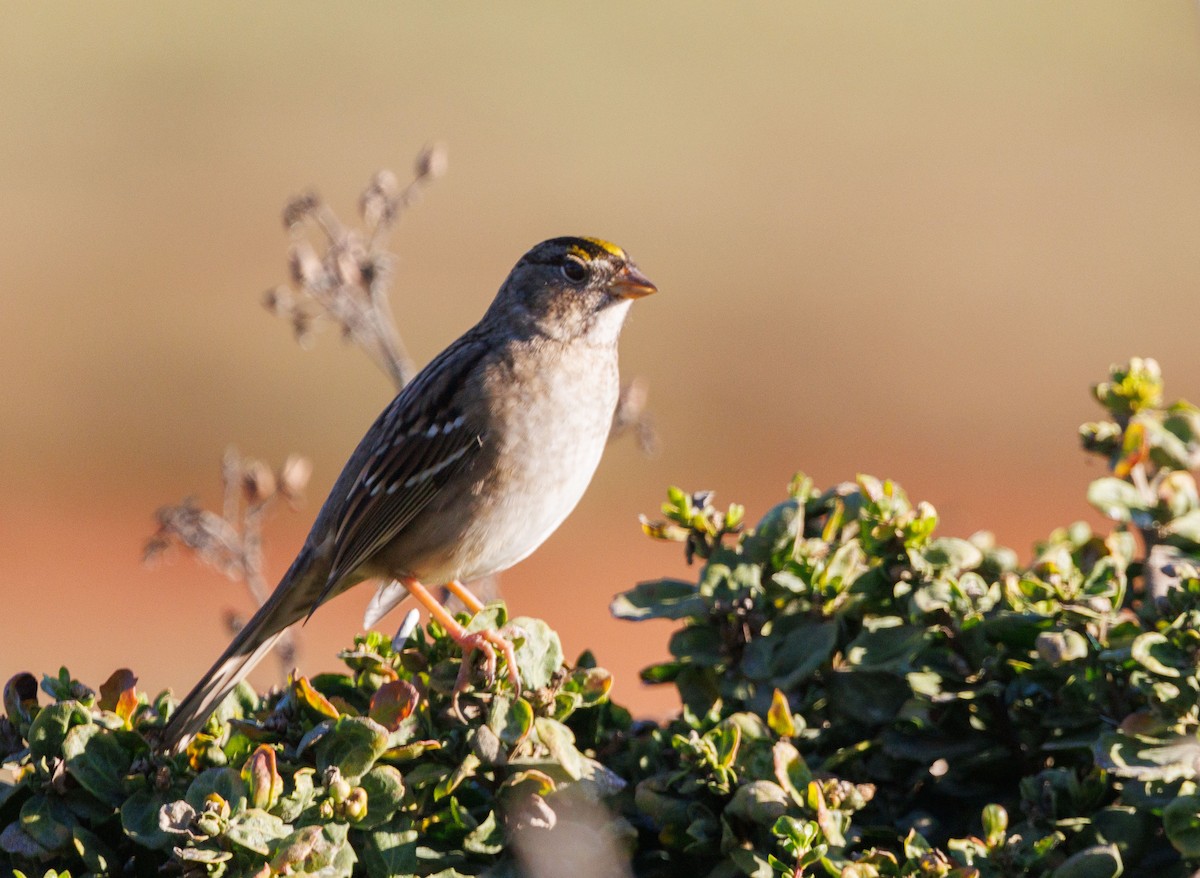 Bruant à couronne dorée - ML643666215