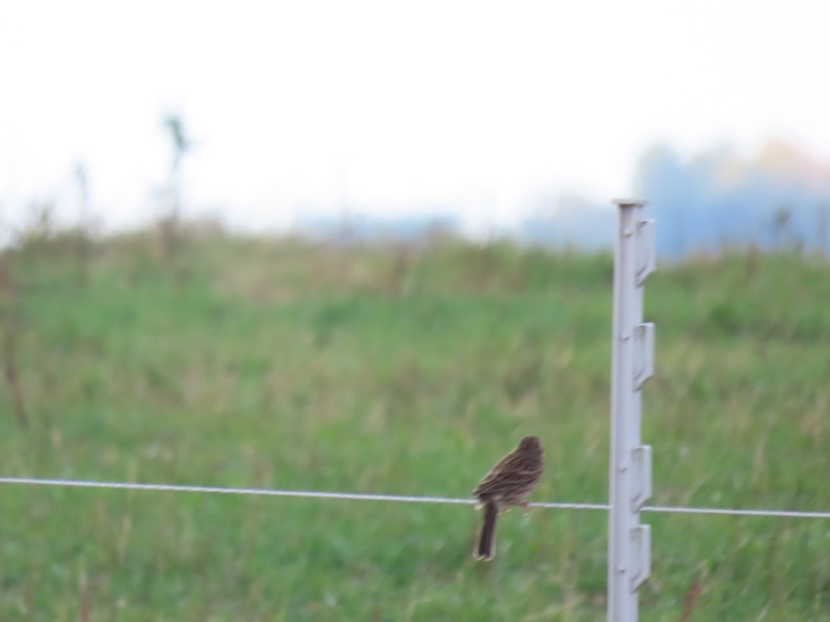 Vesper Sparrow - ML643666245