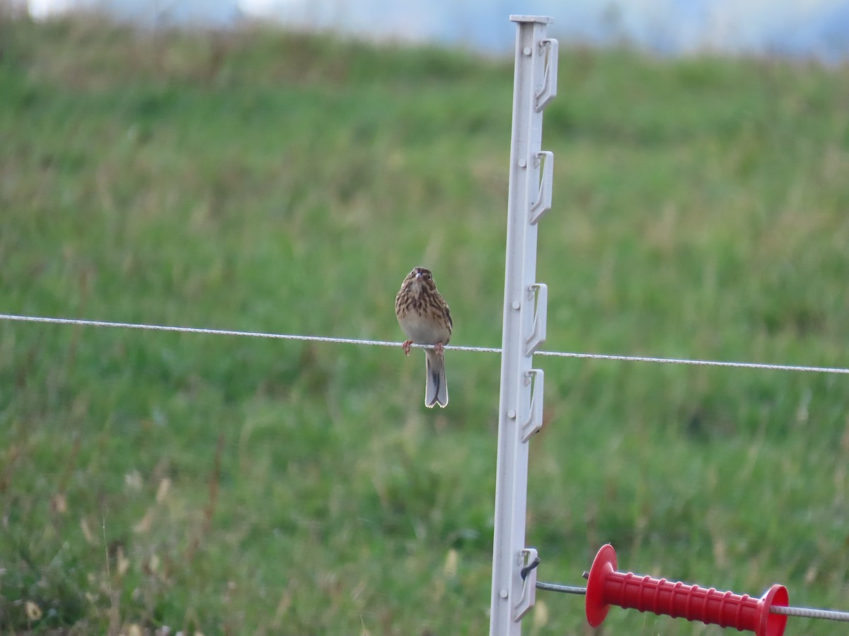 Vesper Sparrow - ML643666246