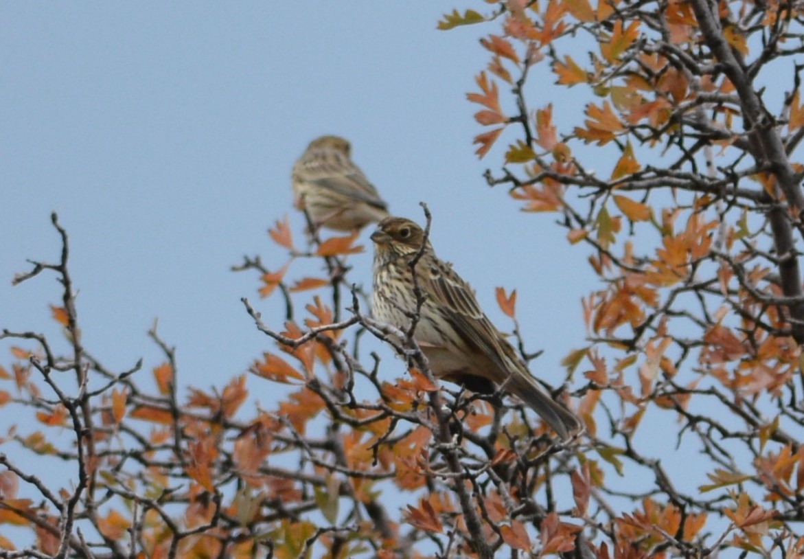 Corn Bunting - ML643666256