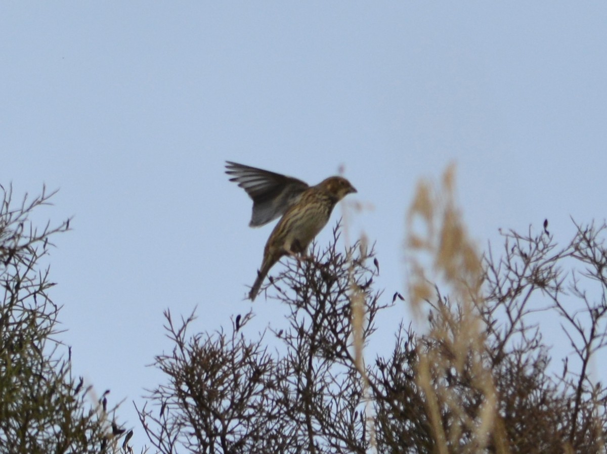 Corn Bunting - ML643666258