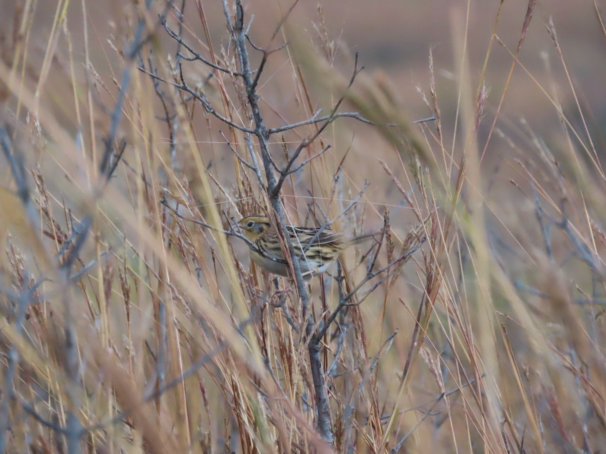 LeConte's Sparrow - ML643666274