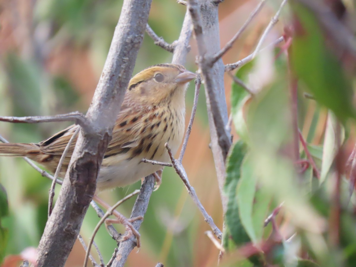 LeConte's Sparrow - ML643666275