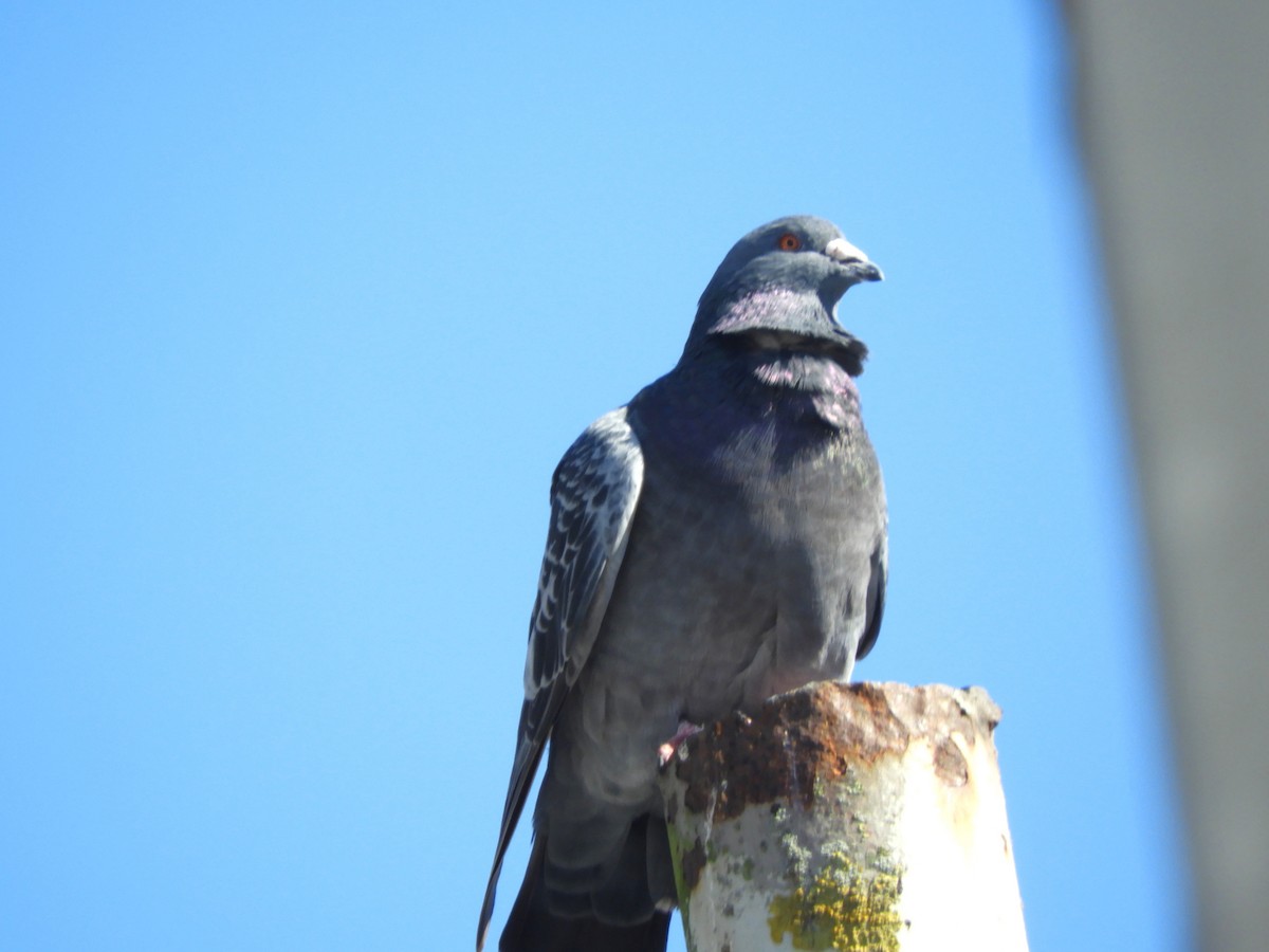 Pigeon biset (forme domestique) - ML643666281