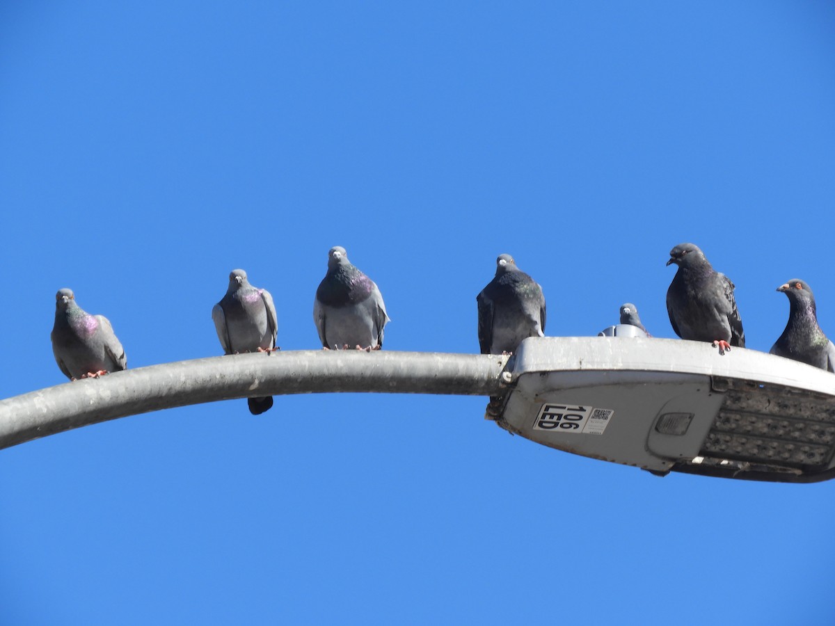 Pigeon biset (forme domestique) - ML643666292