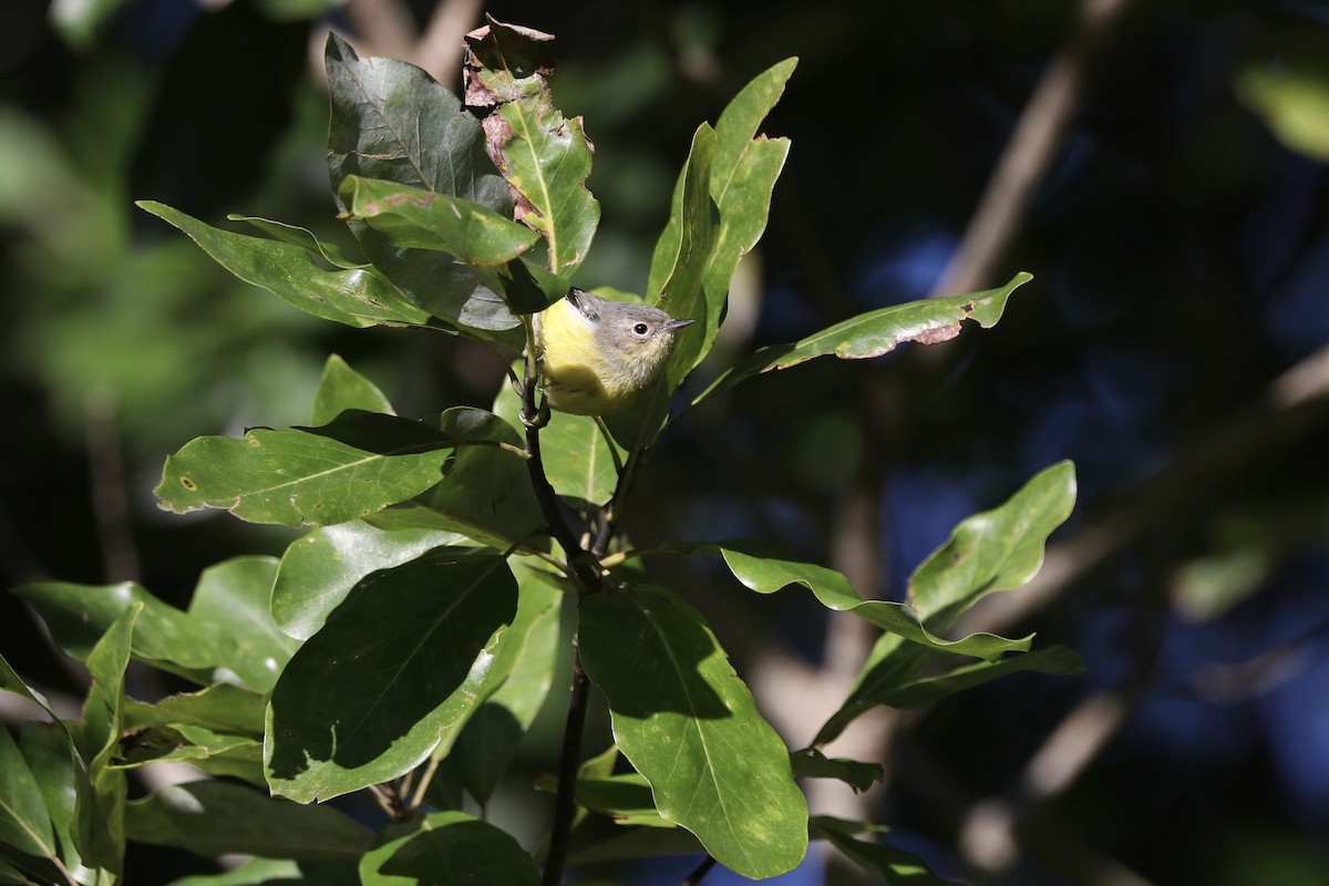 magnoliaparula - ML643666301