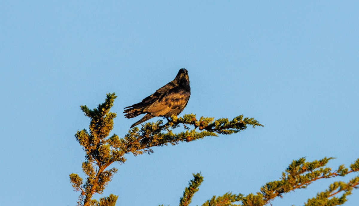 Grand Corbeau - ML643666308