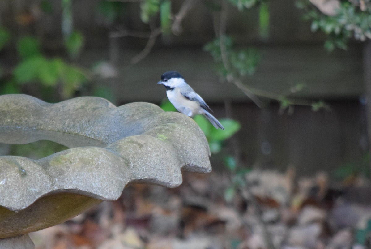 Carolina Chickadee - ML643666326