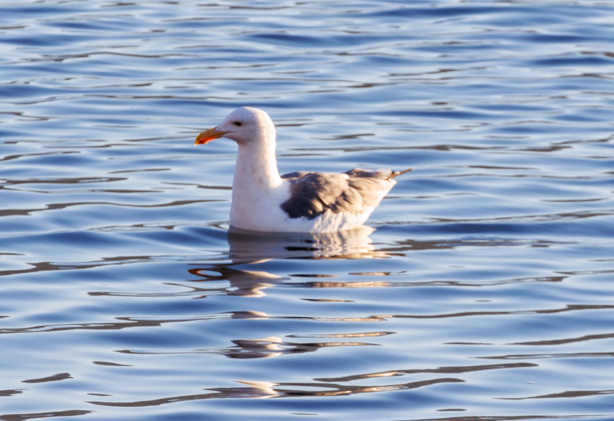 Goéland d'Audubon - ML643666332
