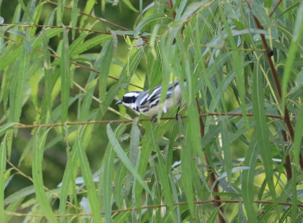 Black-throated Gray Warbler - ML643666334