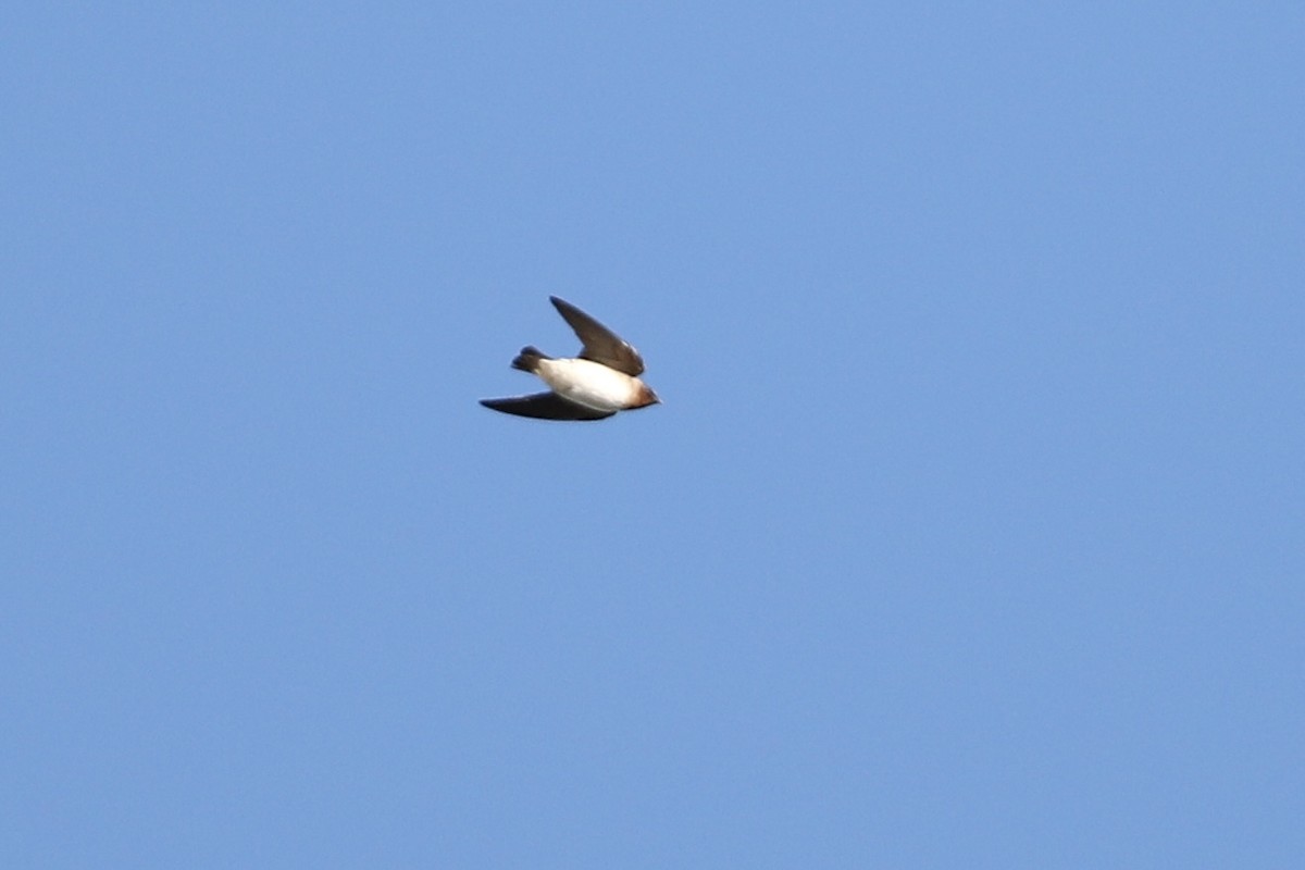 Cliff Swallow - ML643666338
