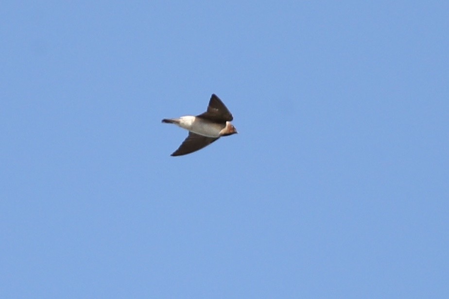 Cliff Swallow - ML643666339