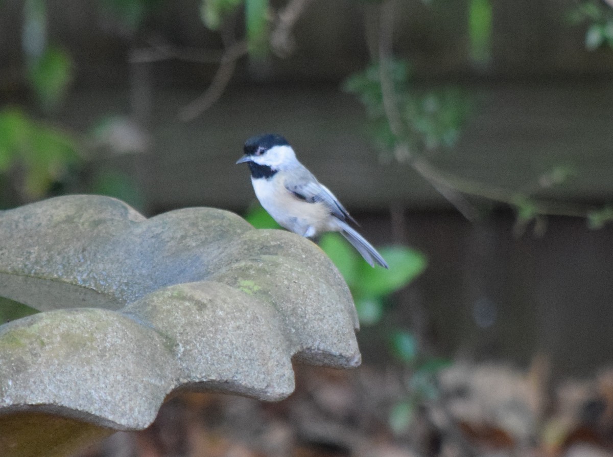 Carolina Chickadee - ML643666344