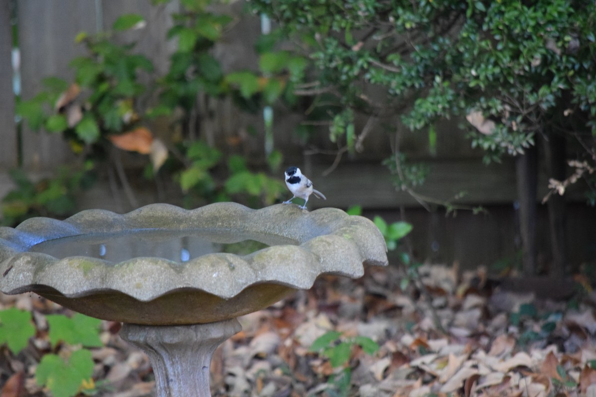 Carolina Chickadee - ML643666345