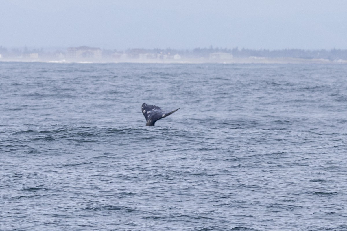 Grey Whale - ML643666362