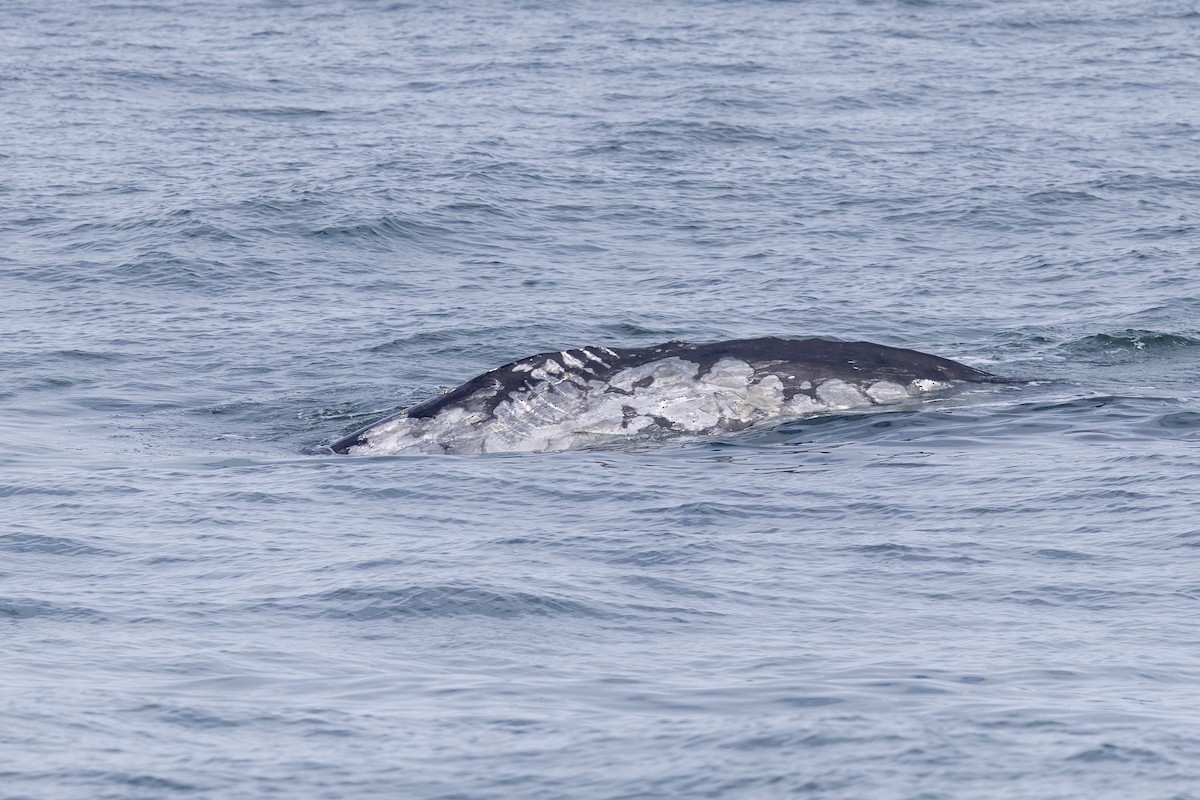 Grey Whale - ML643666363