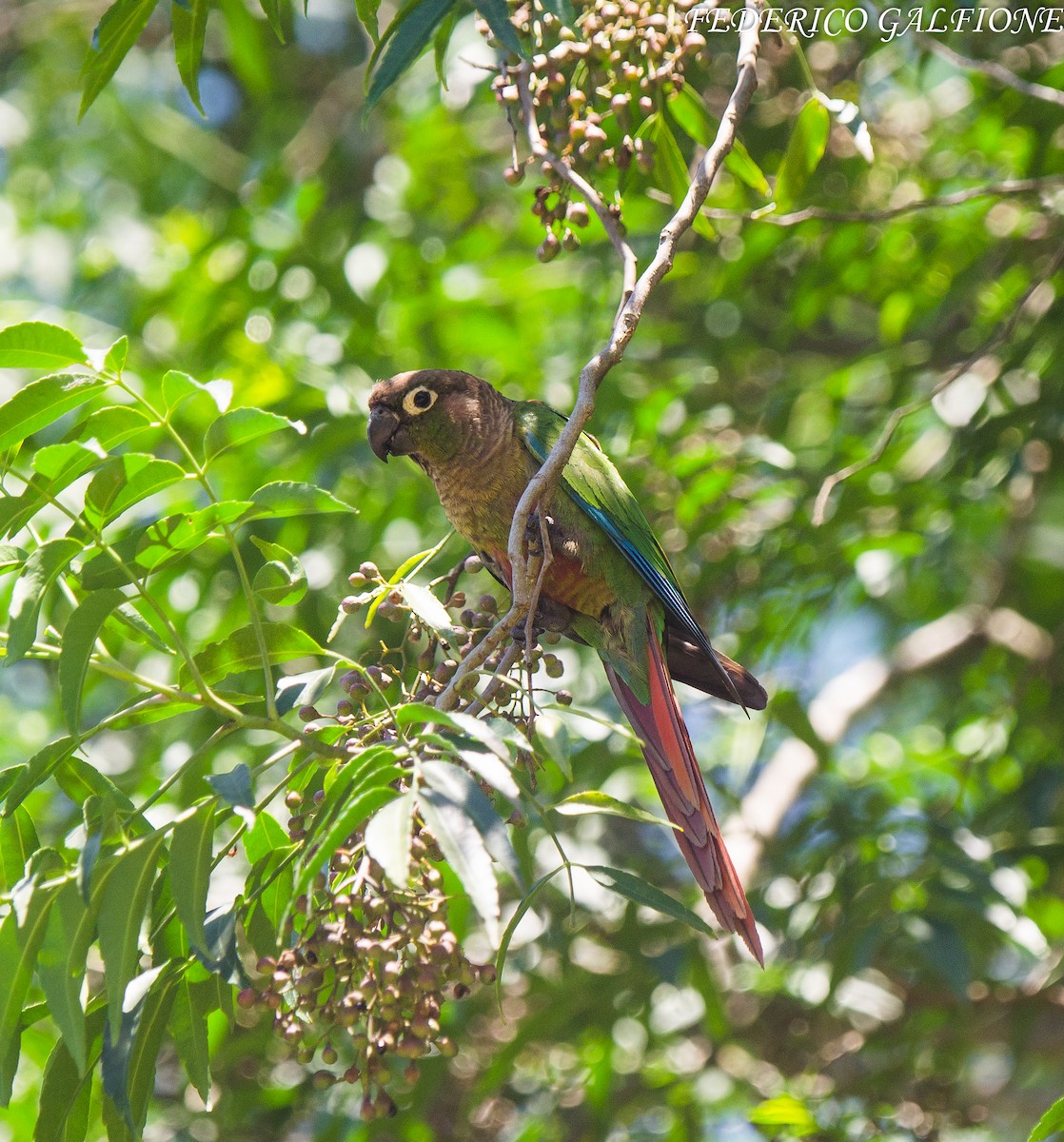 Green-cheeked Parakeet - ML643666380