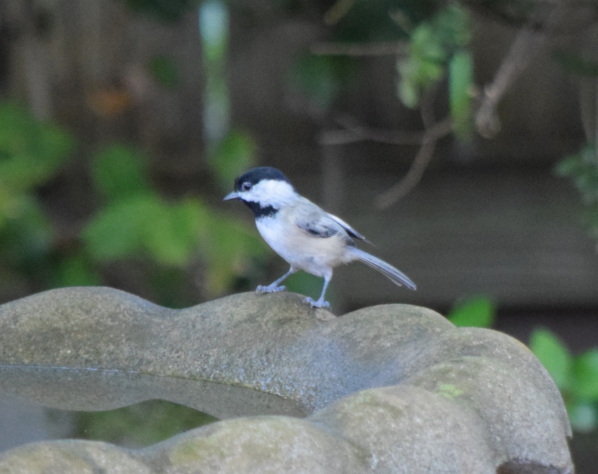 Carolina Chickadee - ML643666389