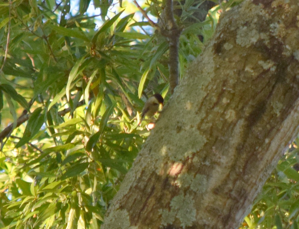 Carolina Chickadee - ML643666402